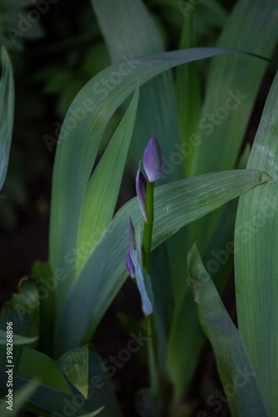Fototapeta Bletilla striata, known as hyacinth orchid or Chinese ground orchid, is a species of flowering plant in the orchid fam. Orchidaceae. It is most commonly found growing in clumps alongside grassy slope.