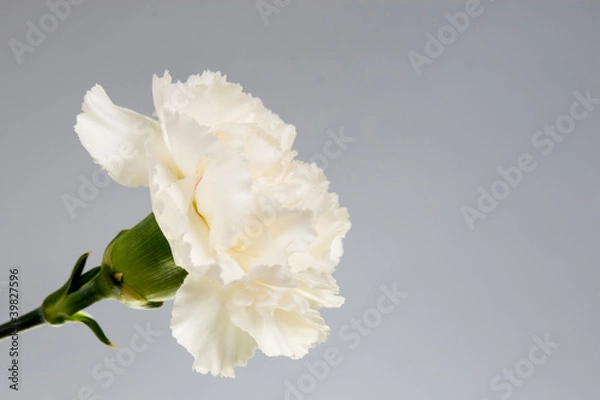 Fototapeta Carnation