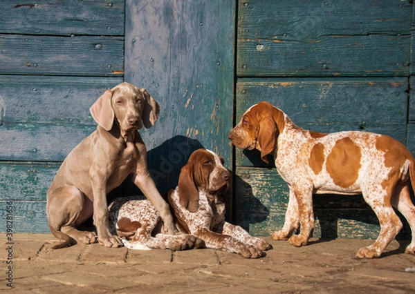 Obraz two dogs playing