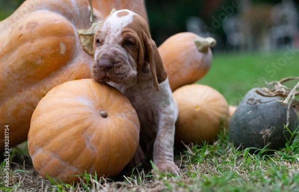 Obraz pumpkin and pumpkins