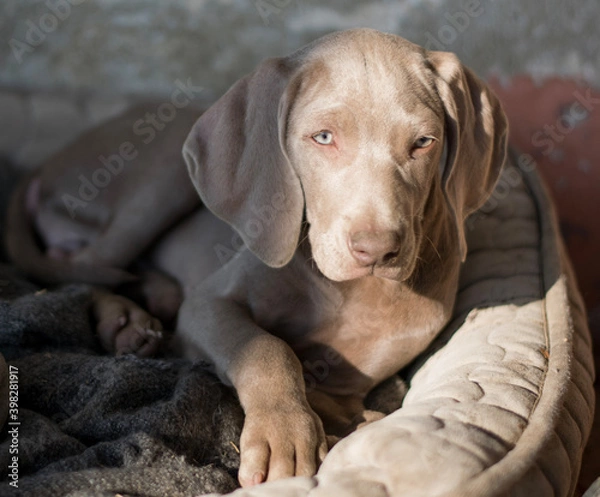 Obraz beagle dog portrait