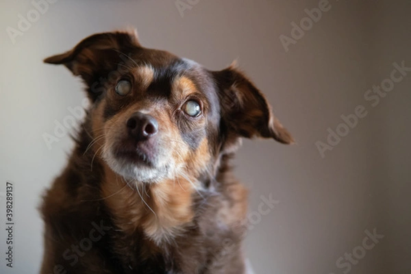 Obraz Portrait of a blind diabetic dog relaxed on the bed