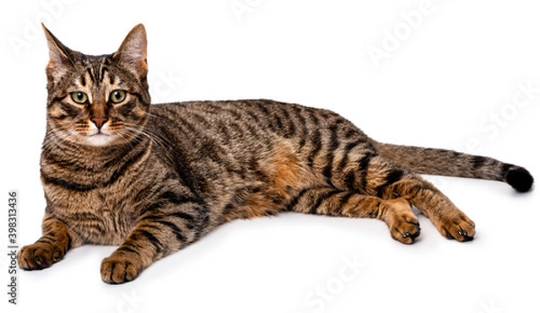Fototapeta A tabby cat with short hair lies on its side. Isolate on white background