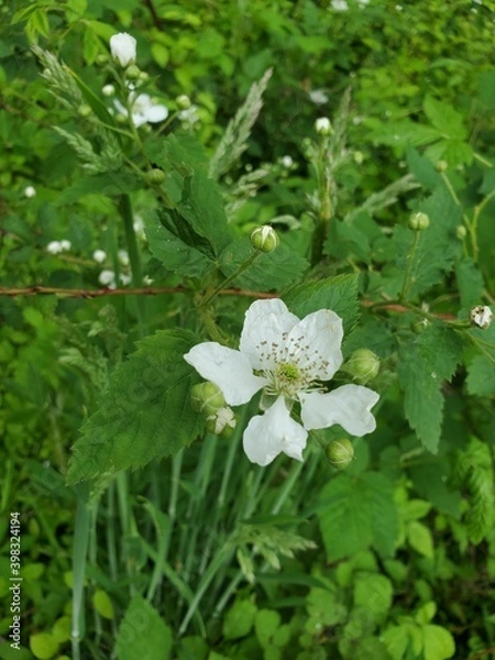 Obraz white flowers