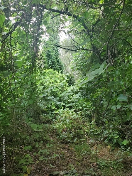 Obraz footpath in the forest