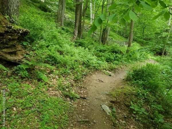 Obraz path in the forest