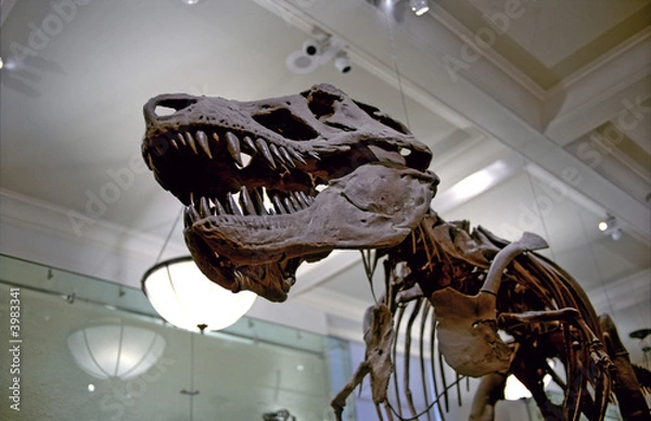 Obraz Kości dinozaurów