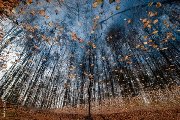 Fototapeta Odbicie lasu