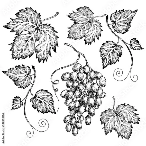 Fototapeta Monochrome set of leaves and bunches of grapes. Hand-drawn sketch