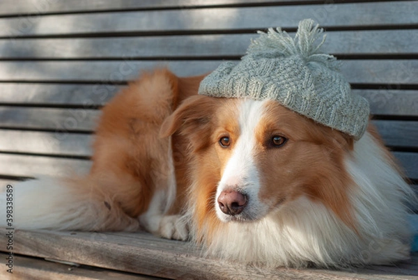 Fototapeta Border Collie