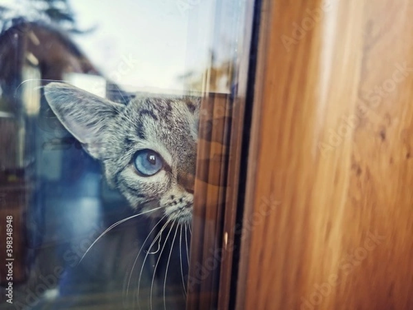 Fototapeta cat on the window