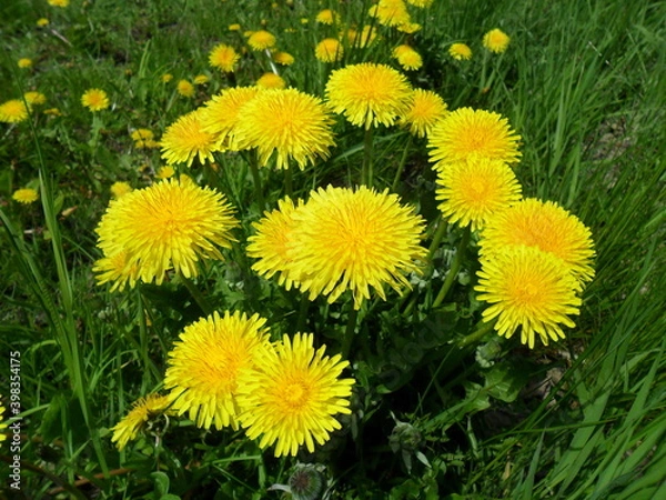 Obraz mniszek lekarski