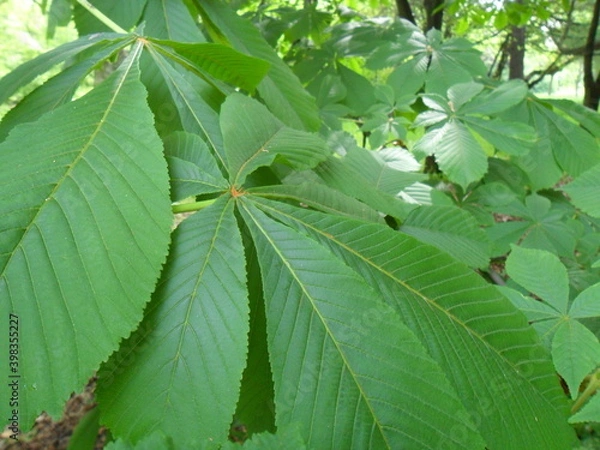 Obraz Liście kasztanowca