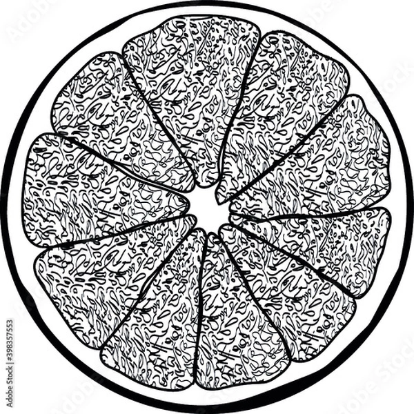 Obraz Grapefruit illustration - outline fruit - vector