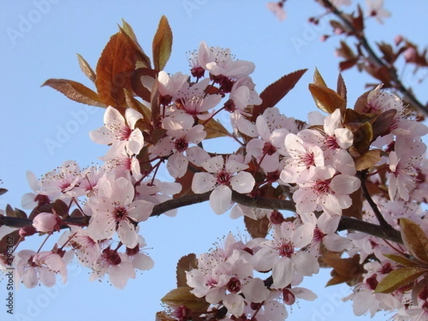 Obraz peach flowers