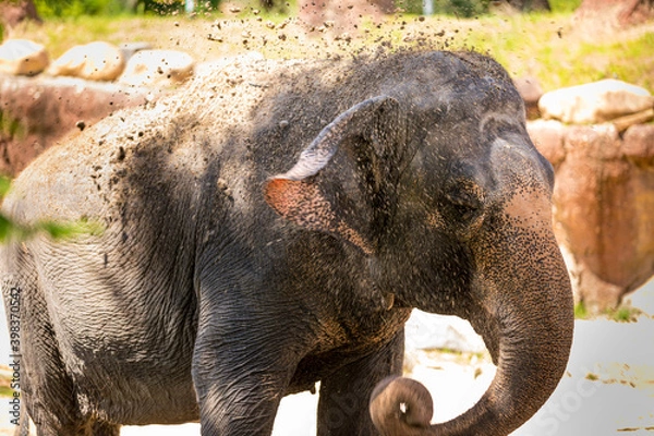Fototapeta Asian Elephant at the Zoo. Selective focus.