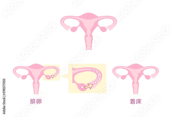 Obraz 受精の流れ