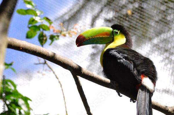 Fototapeta Toucan 