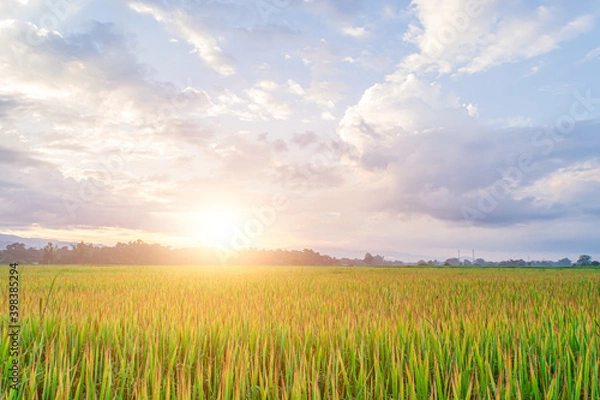 Obraz Green rice field and sky background in the morning at sunrise time.
