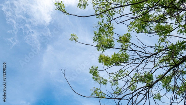 Fototapeta the view of the sea and the blue sky with cloud and branch of tree on the foreground