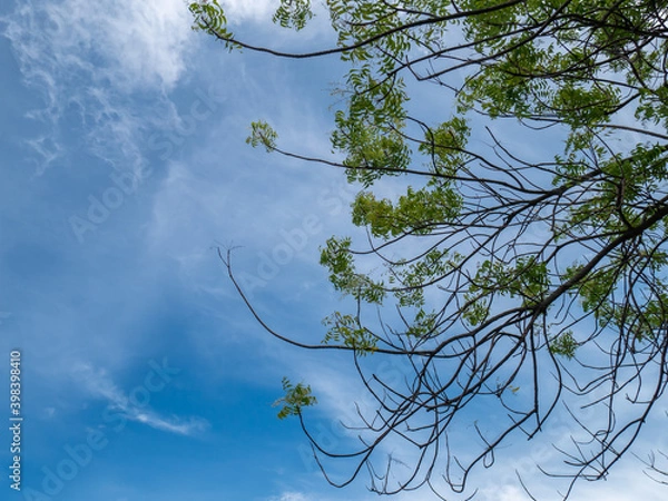 Fototapeta the view of the sea and the blue sky with cloud and branch of tree on the foreground
