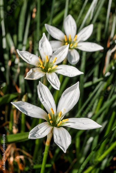 Obraz White Rain Lily (Zephyranthes candida) in greenhouse