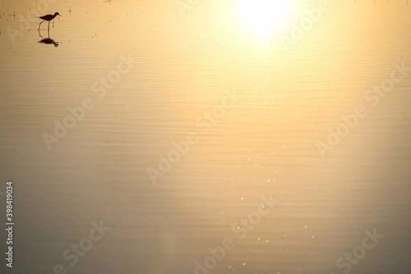 Obraz la luz del sol