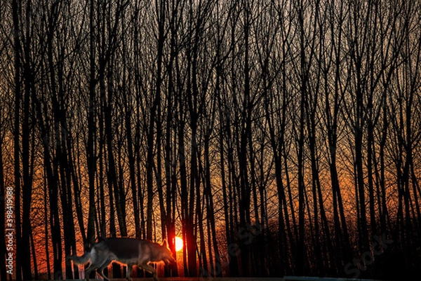 Obraz la luz del sol