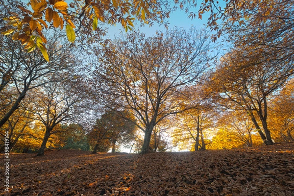 Obraz la luz del sol