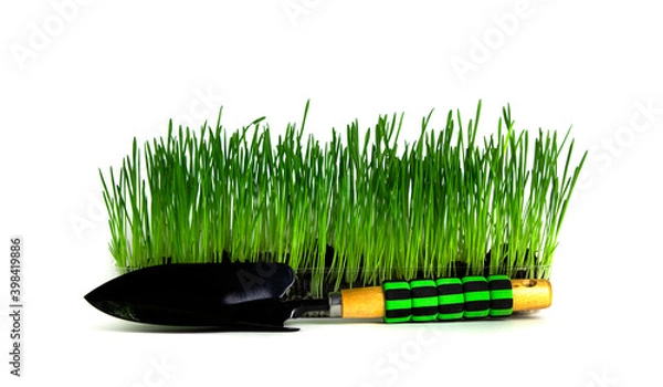 Obraz black shovel with green handle near a dish with planted grass on an isolated white background.