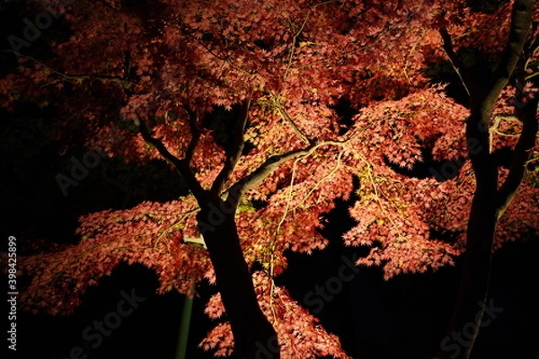Obraz red leaves in dark