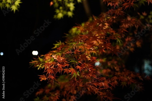 Obraz red leaves in dark