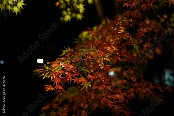 Obraz red leaves in dark