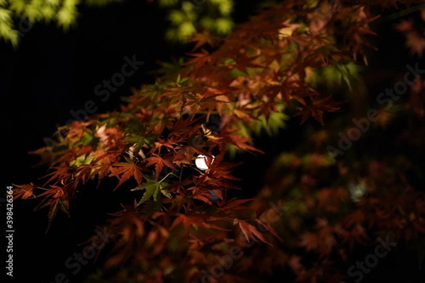 Obraz red leaves in dark
