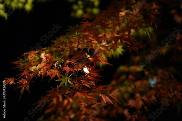 Obraz red leaves in dark