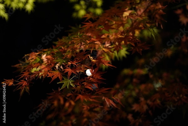 Obraz red leaves in dark
