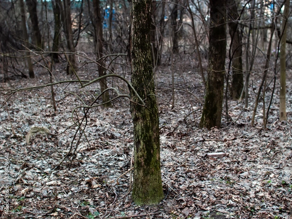 Fototapeta footpath through the forest in spring