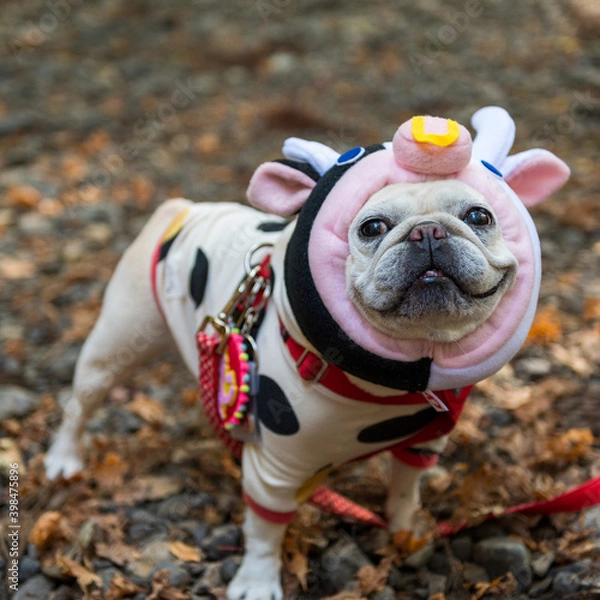 Fototapeta 牛の着ぐるみを纏った小さくて可愛いフレンチブルドッグの笑顔