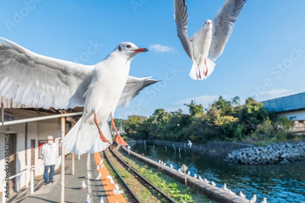 Obraz 浜名湖のユリカモメたちの羽ばたき
