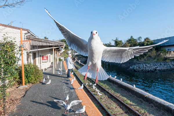 Obraz 浜名湖の白いユリカモメの羽ばたき（正面から）