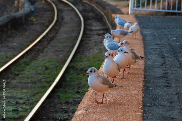 Obraz 駅のホームに並ぶユリカモメの群れ