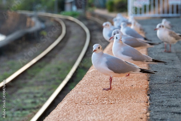 Obraz 駅で電車を待つユリカモメの群れ