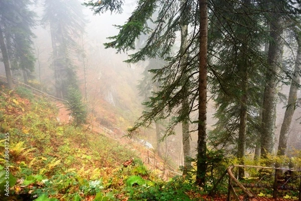 Obraz Misty forest