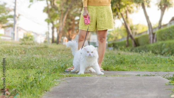 Fototapeta playing with White Persian cats in courtyard in morning.