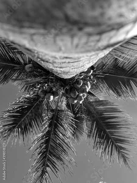 Obraz immensity of a coconut tree