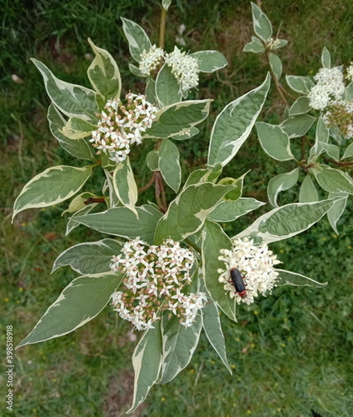 Fototapeta Little bug on the blossoming tiny white inflorescence 