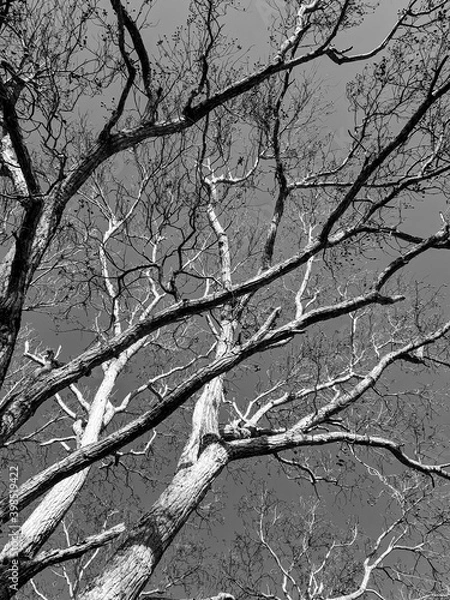Fototapeta 
Tree without leaves