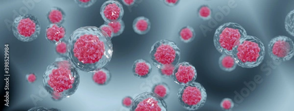 Fototapeta Stem cells in amniotic fluid - Banner format