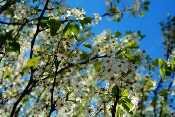 Obraz blossoming pear tree in spring, apple tree, cherry tree