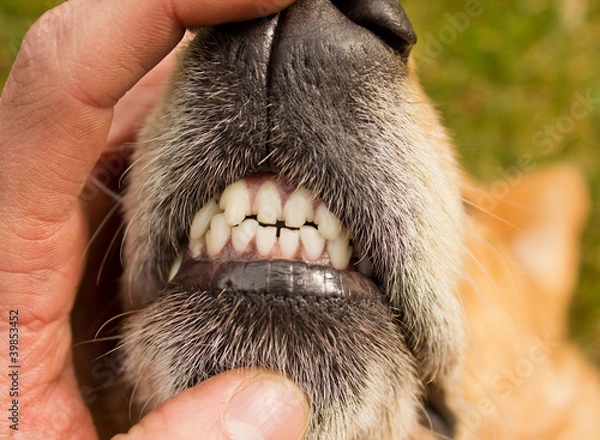 Fototapeta Dog Front Teeth
